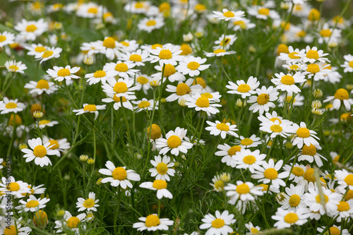 Camomiles on summer field closeup