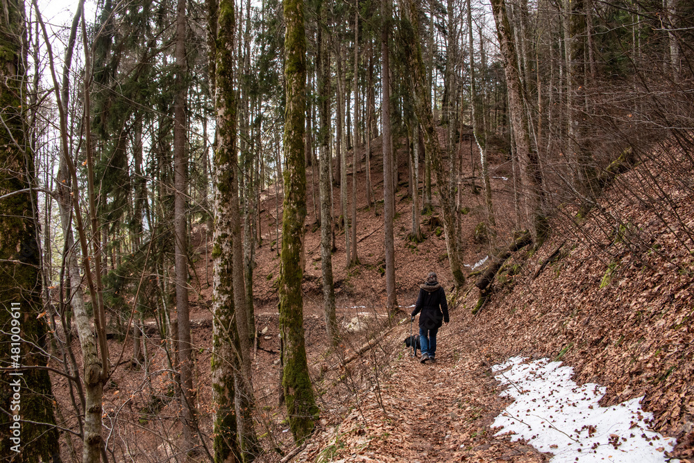 Fototapeta premium A woman hiking with her dog through a forest in the Bavarian mountains