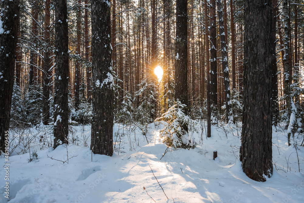 Fototapeta premium Winter landscape. Trees covered with snow in the mountains.