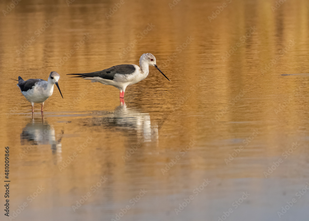 Fototapeta premium Black Wing Stilt in lake for food