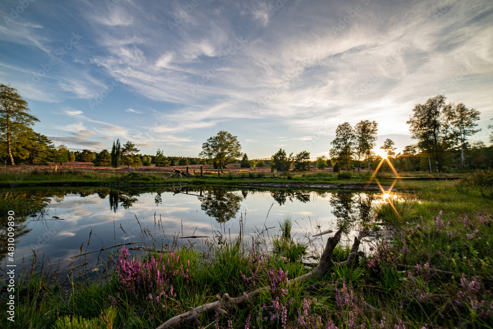 Fototapeta premium heath close up, Calluna vulgaris macro in summer