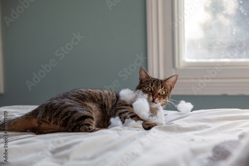 Bad kitty pulling stuffing out of bedding.