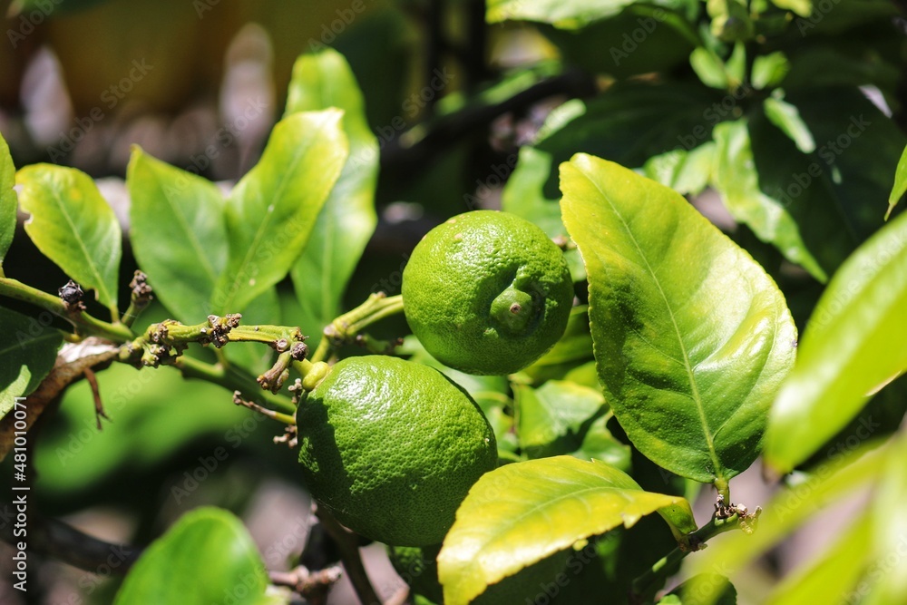 A small lemon tree in the garden. A small lemon tree in the garden.