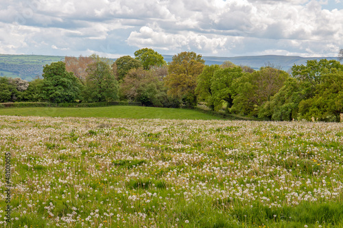 field of flowers and sky