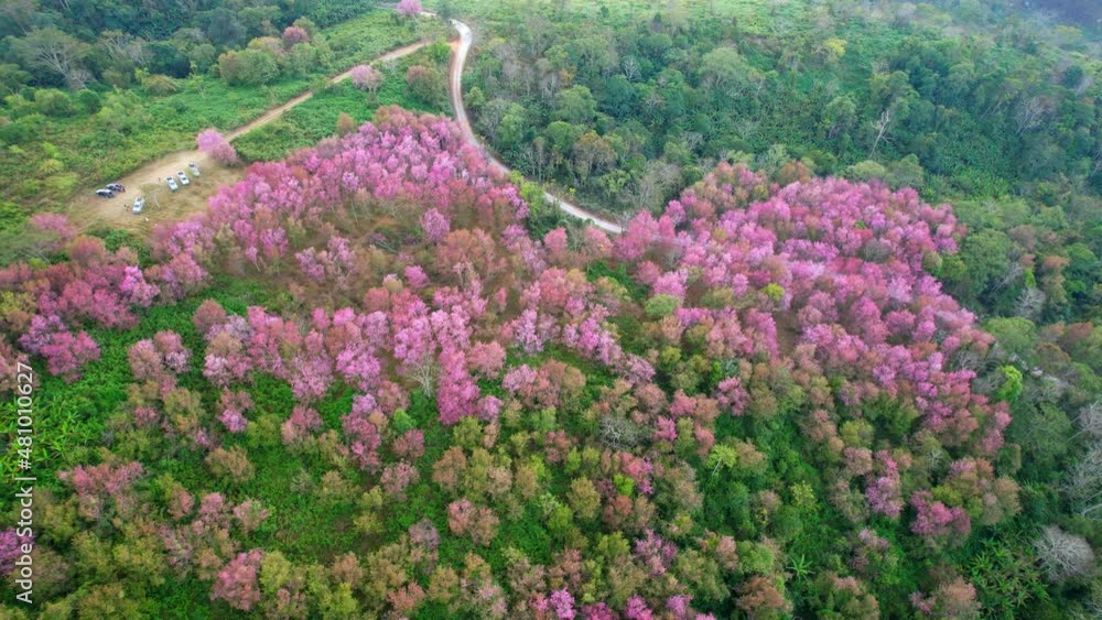 Prunus cerasoides bloom in tropical forests in northern Thailand. 4K aerial view footage, Loei Thailand
Prunus cerasoides bloom in tropical forests in northern Thailand. 4K aerial view footage, Loei Thailand