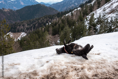 A dog playing aroung and rolling himself during a hike in the mountains