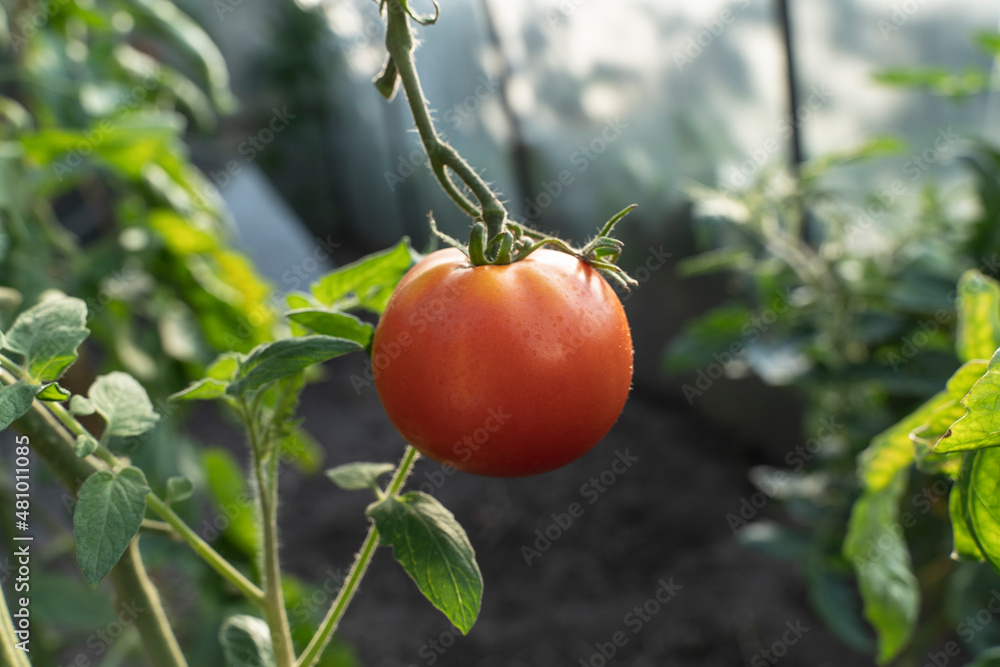 Tomatoes plants grow at a greenhouse close-up. Large red tomato grows on a branch in a hothouse. Gardening. Organic Vegetables. Agriculture