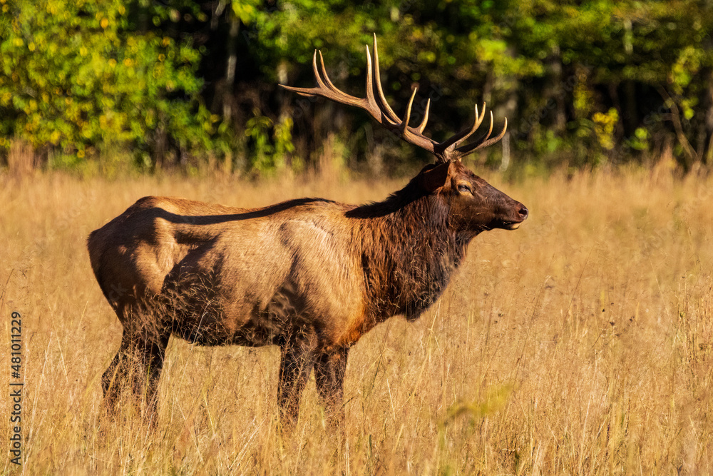 Profile of Bull Elk at Oconaluftee in Western North Carolina Profile of Bull Elk at Oconaluftee in Western North Carolina