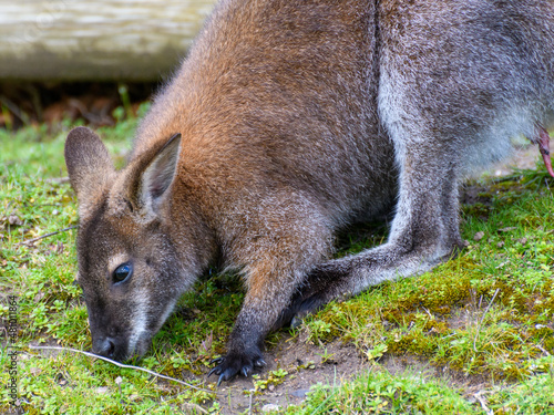A red necked wallaby © Roger Utting