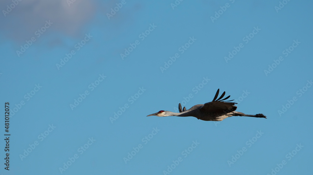 Obraz premium Sandhill crane in flight at Deer Parkes NWR in Idaho