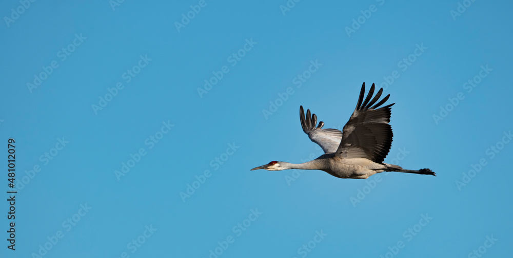 Obraz premium Sandhill crane in flight at Deer Parkes NWR in Idaho