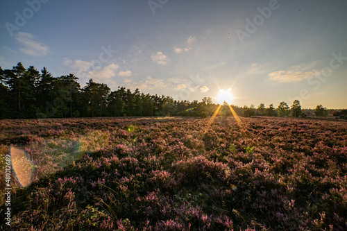 heath landscape in summerwith sunshine photo