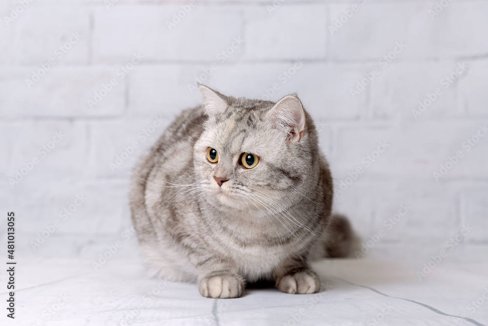 British shorthair cat on a light background