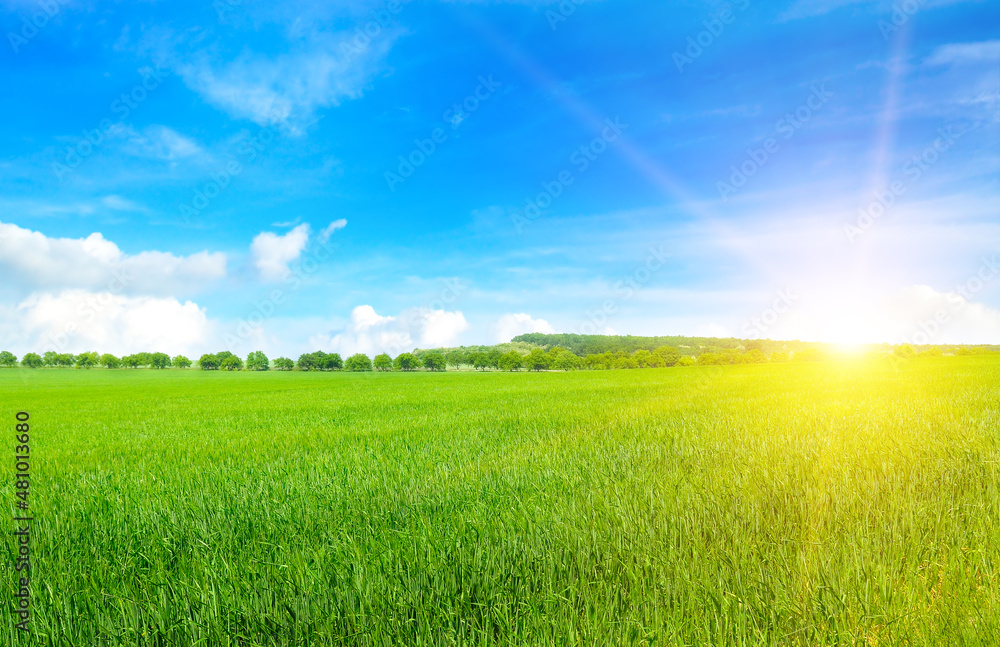 Green wheat field and bright sun over the horizon. Wide photo.