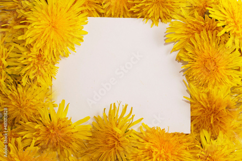  White paper square invitation, greeting card mockup with a sping yellow dandelions flowers. Template for branding and advertising. Springtime, summertime , Easter concept.