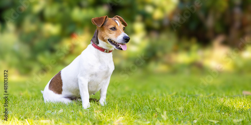 Bild auf Leinwand The Jack Russell Terrier Dog