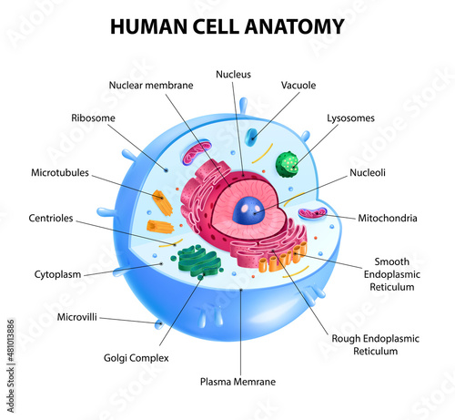 Human Cell Diagram photo