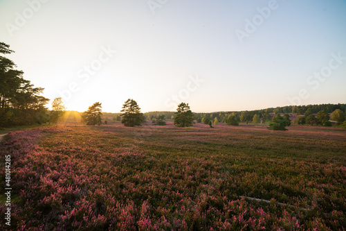 heath landscape in summerwith sunshine photo