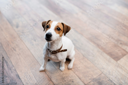 Jack russell terrier sitting on floor at home.
