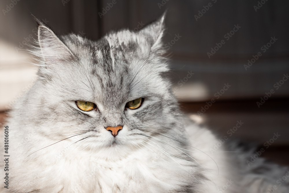 close-up face of a pet. gray masquerade cat with yellow-green eyes. look a little irritated