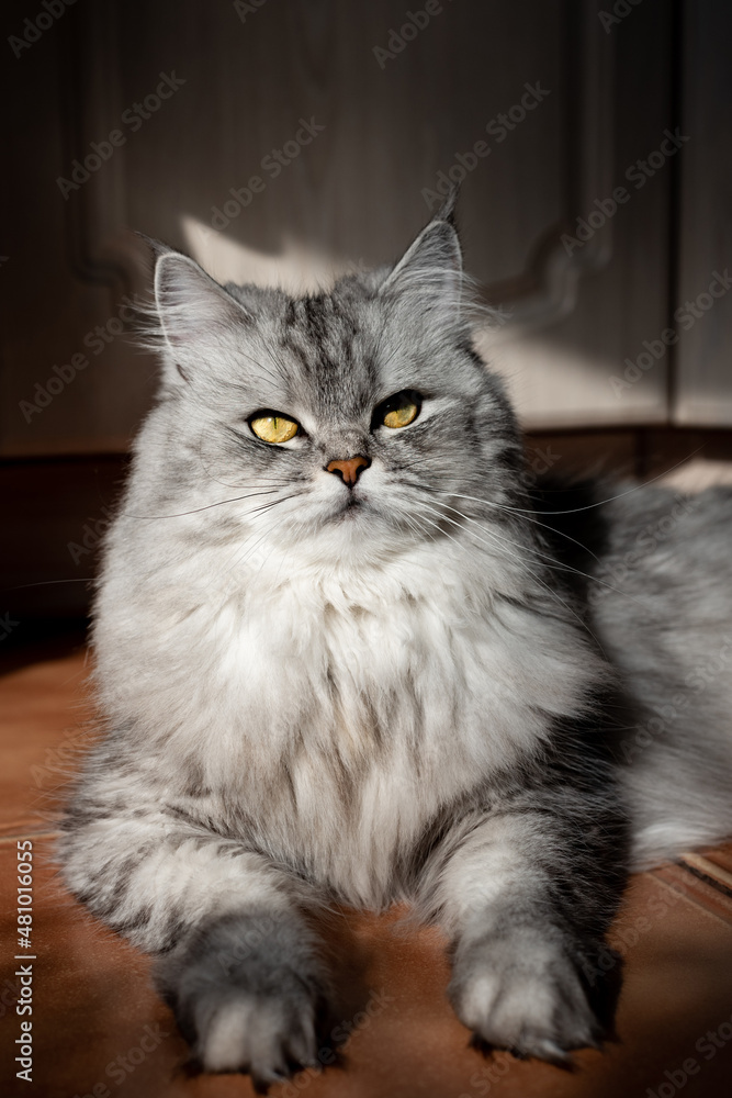 beautiful longhair cat lies. gray cat portrait isolated. neva masquerade breed