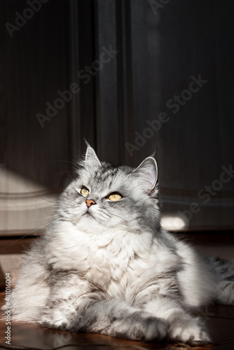 fluffy gray striped basking in the sun. pet lying on the floor