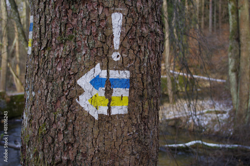 Signs showing the direction of the mountain trail painted on a tree.