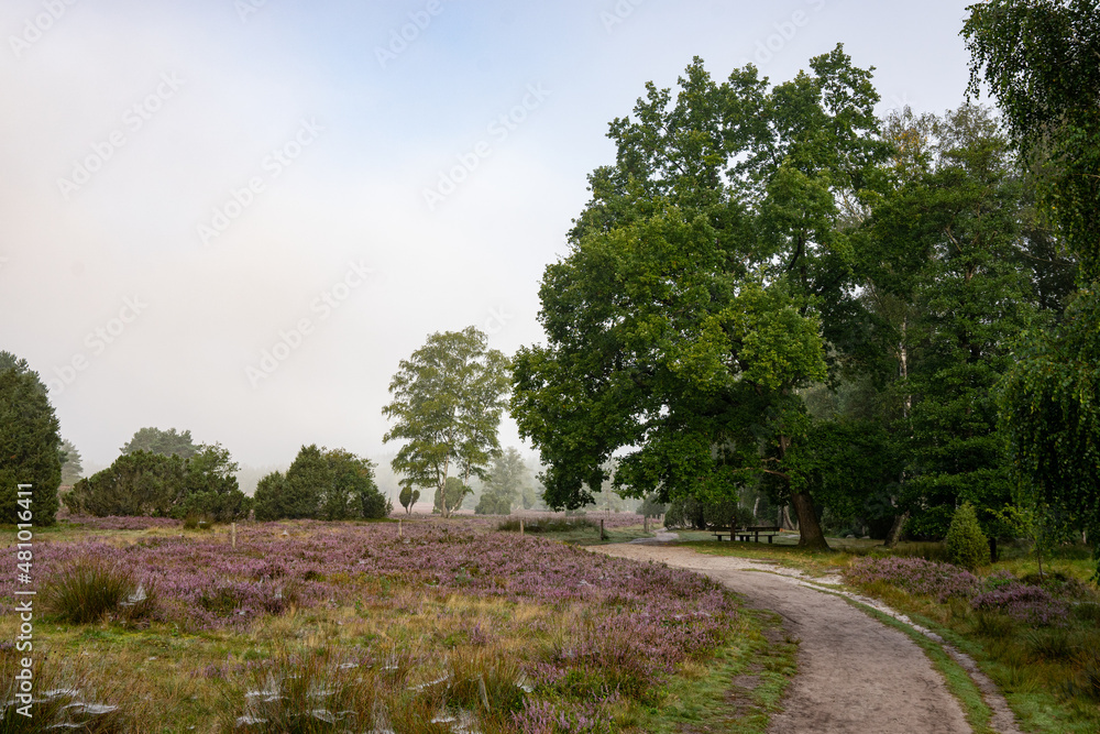 heath landscape in summerwith sunshine