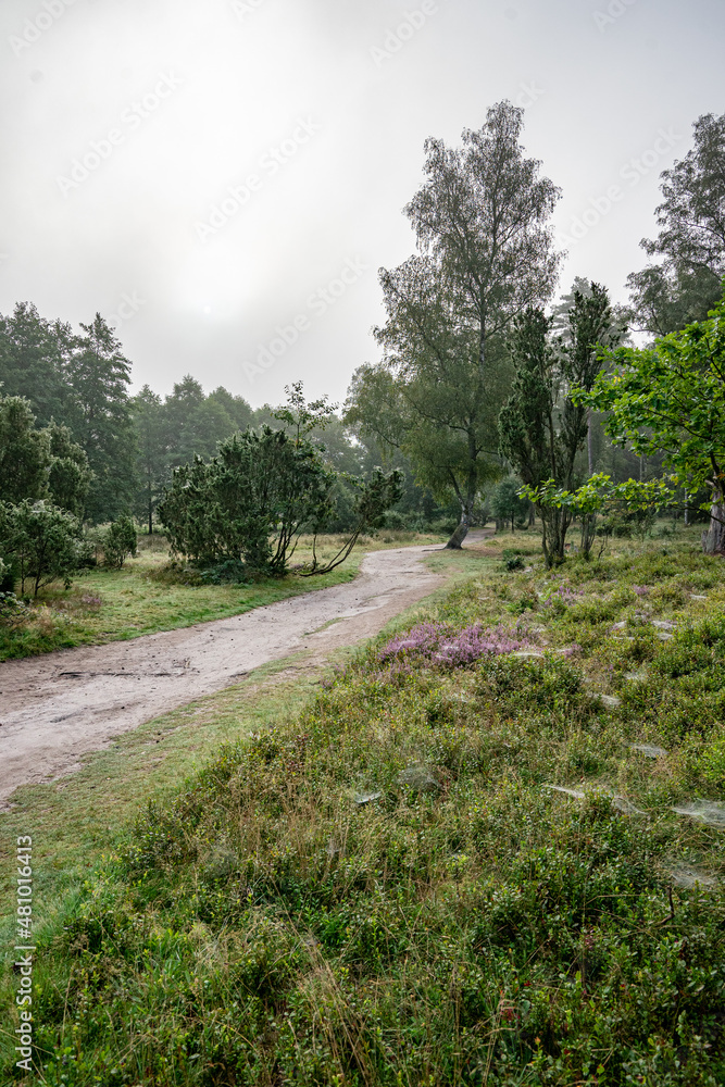 heath landscape in summerwith sunshine
