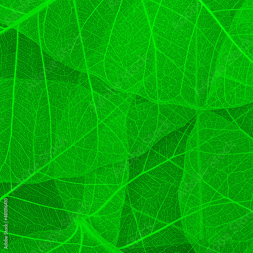 Bright green translucent leaves close-up