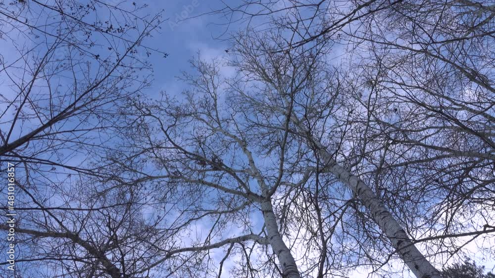 Silhouettes of tree tops against the sky. Silhouettes of tree tops against the sky.