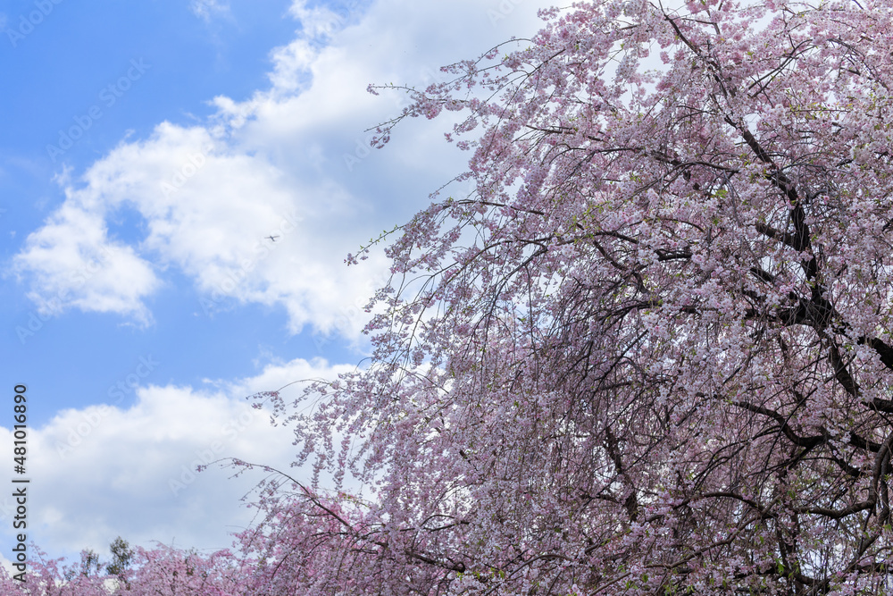 枝垂れ桜