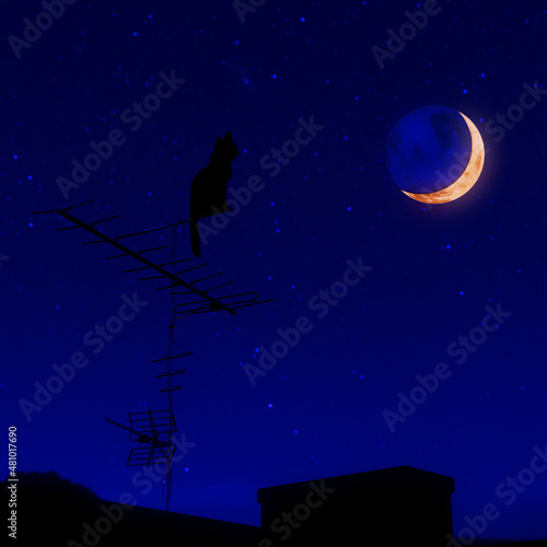 Cat and moon