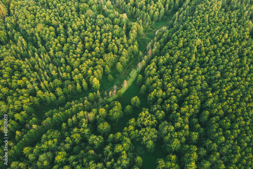 Billede på lærred Aerial View Of Green Forest Landscape