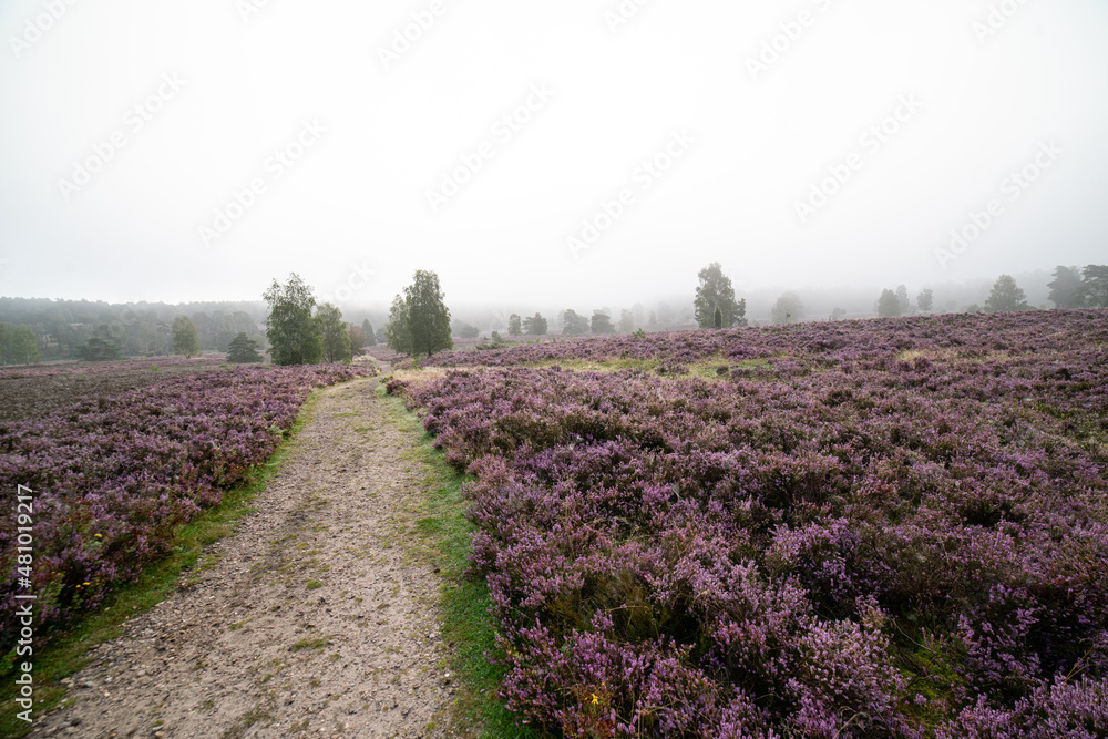 Fototapeta premium heath landscape in summerwith sunshine