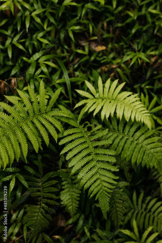 Close up of ferns after a rainstorm in the woods of Hawaii Close up of ferns after a rainstorm in the woods of Hawaii