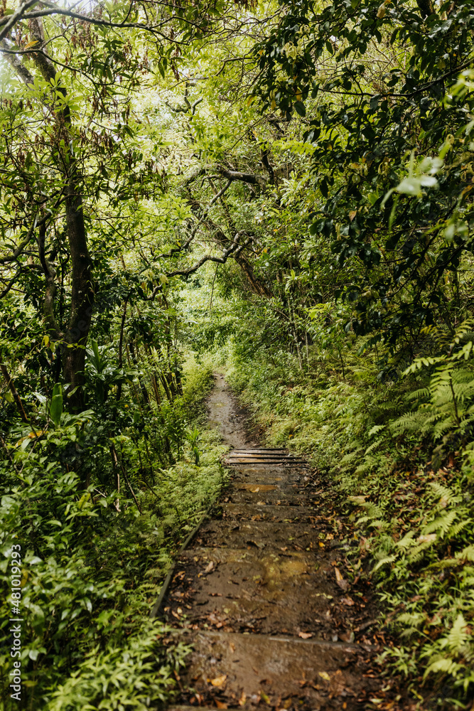 Foot path down a hill surrounded by lush foliage in a forest Foot path down a hill surrounded by lush foliage in a forest