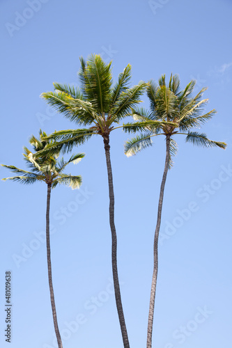 Three Palm Trees in the Sun, O'ahu, HI, US