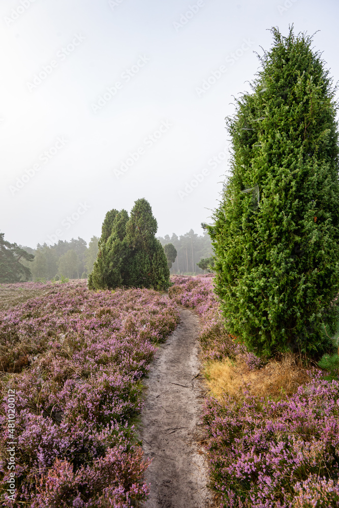 Fototapeta premium heath landscape in summerwith sunshine