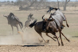 Two young blue wildebeest running and playing,   kicking up dust the Kgalagadi Transfrontier Park in South Africa