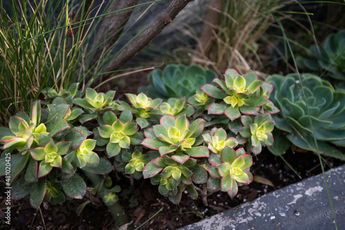 grass landscape wall