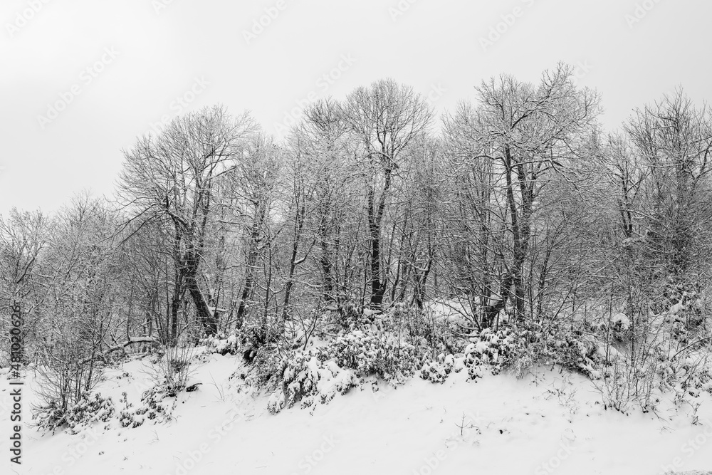 KARTEPE, KOCAELI, TURKEY. Beautiful winter landscape. Winter snowy forest.