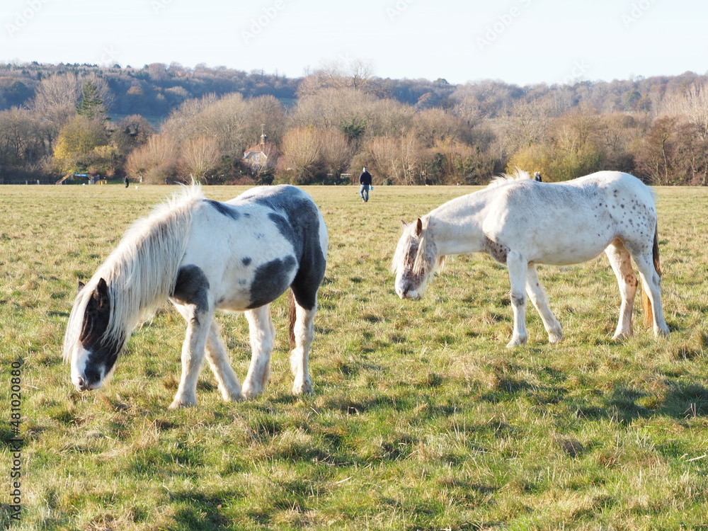 Obraz premium 牧草を食べる二頭の馬②