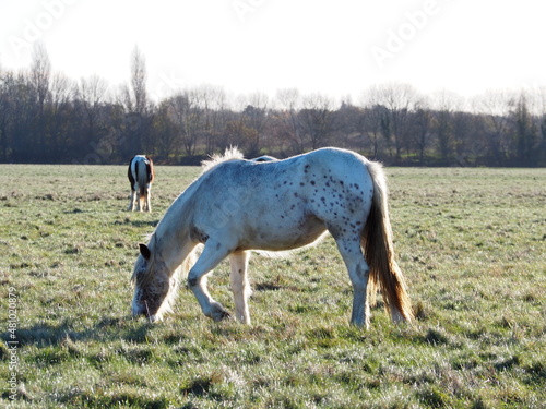 牧草を食べる白い馬