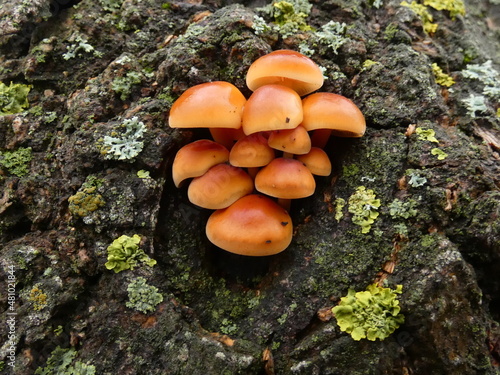Enoki (Flammulina velutipes) - wild mushrooms growing on tree trunk, Gdansk, Poland