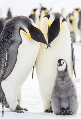 Emperor Penguins parents with crossed beaks with their Chick watching on 