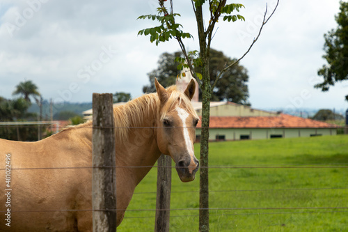 horse in the field