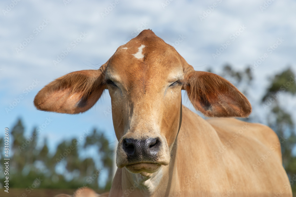 close up na cabeça do gado na fazenda