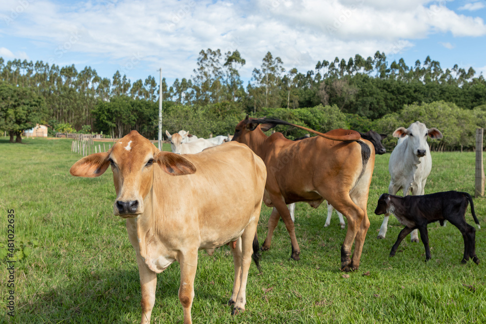 gado com bois e vacas na fazenda
