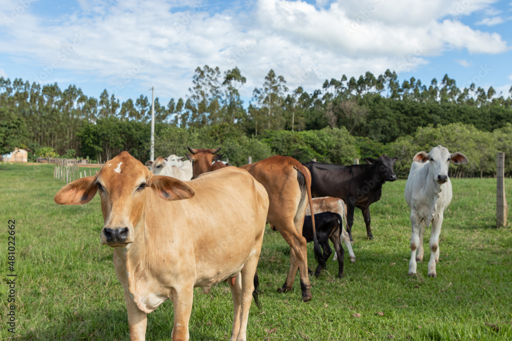 gado com bois e vacas na fazenda gado com bois e vacas na fazenda